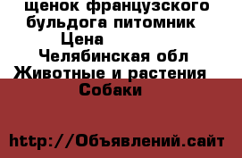 щенок французского бульдога питомник › Цена ­ 35 000 - Челябинская обл. Животные и растения » Собаки   